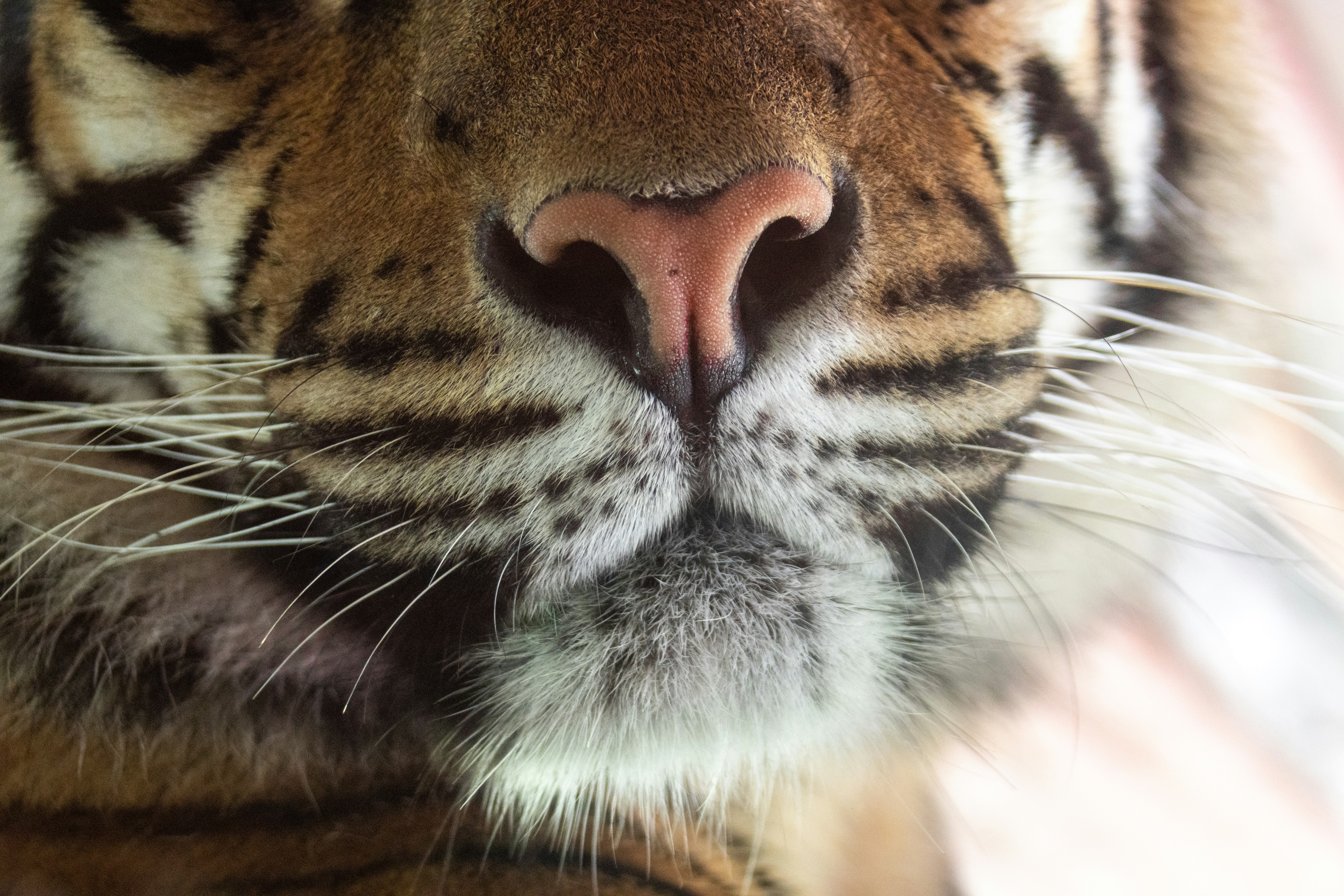 Whiskers That Felt the World (image credits: unsplash)