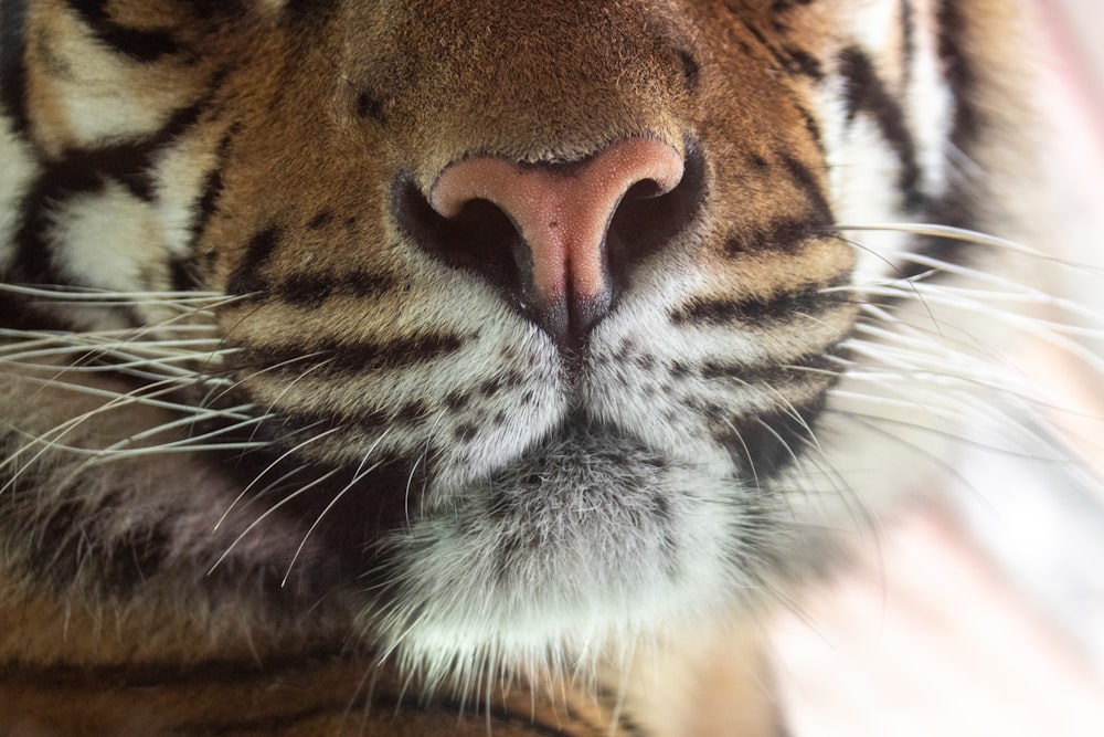 a close up of a tiger