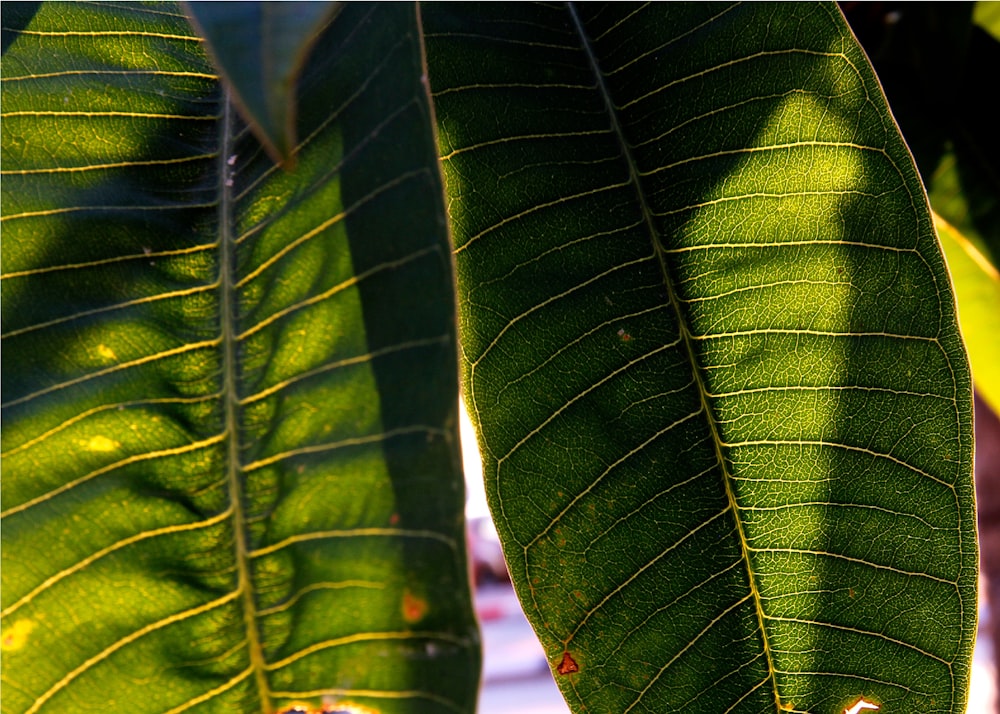 a close up of a leaf