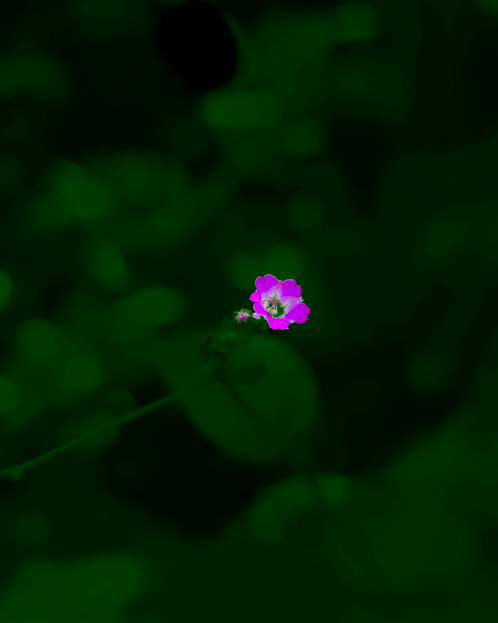 a small purple flower