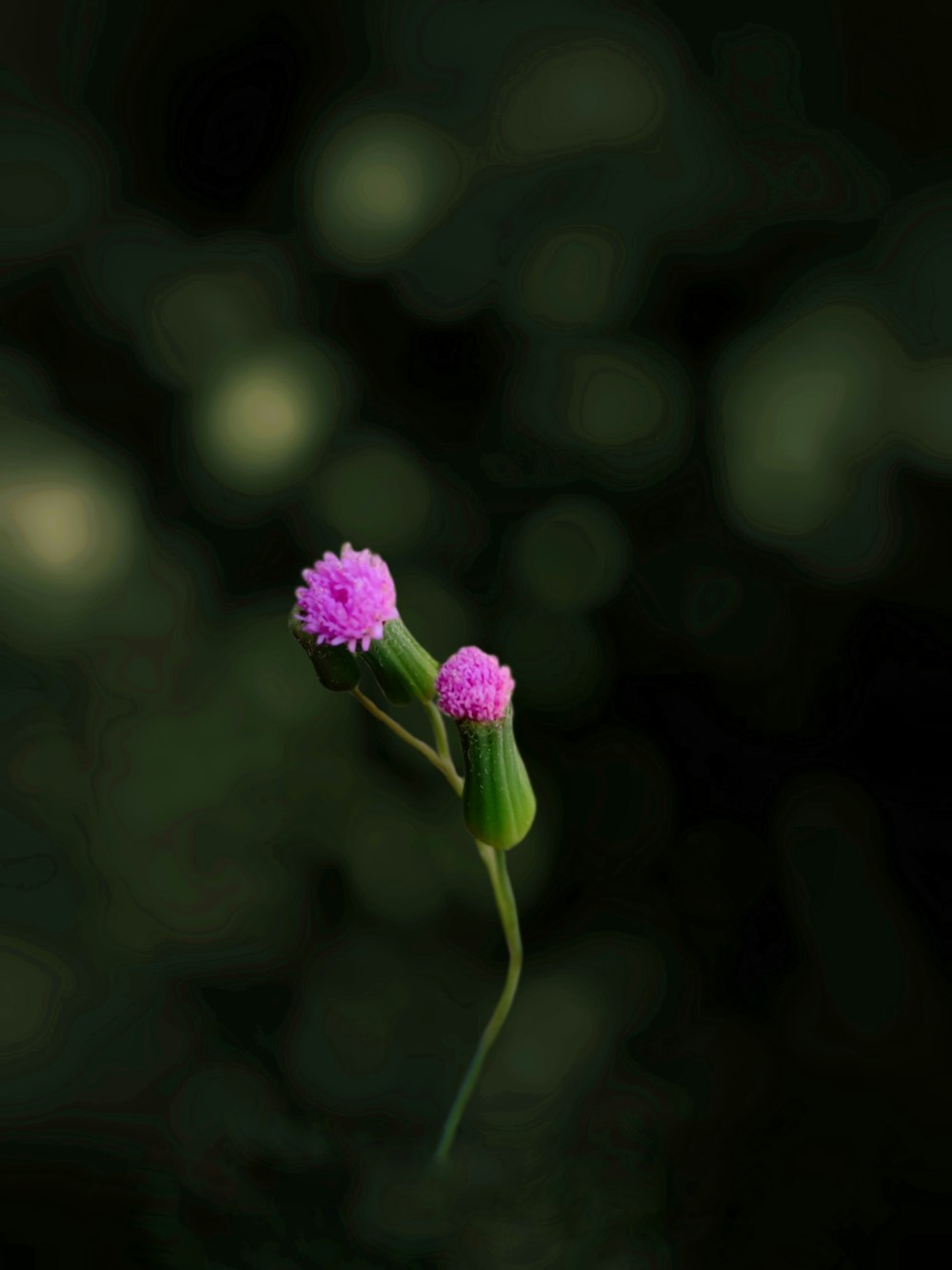 a close up of a flower