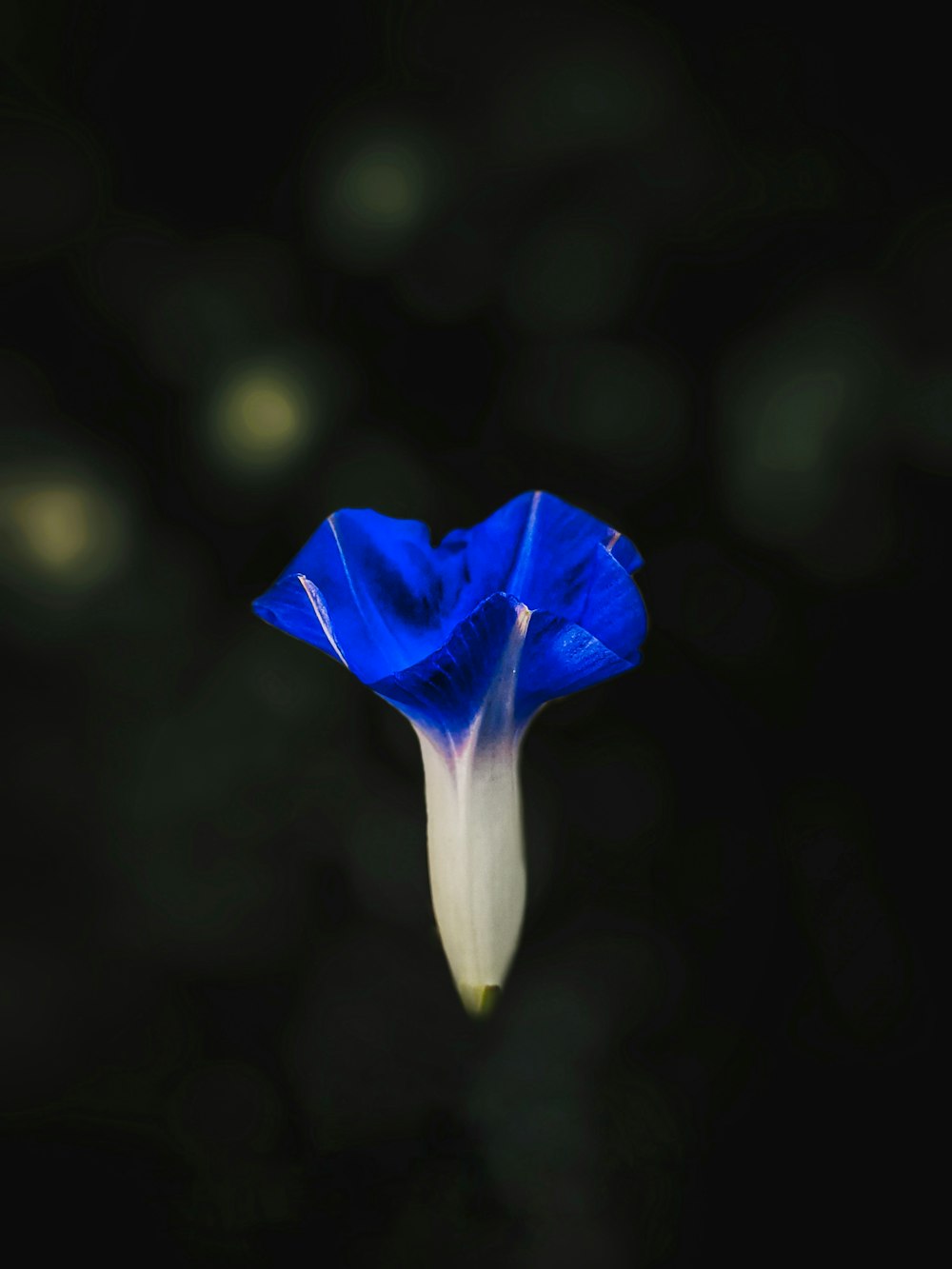 a blue and white flower