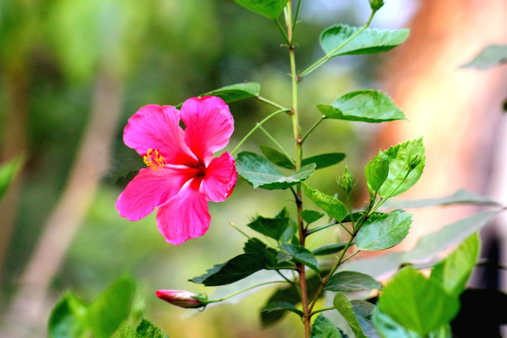 a pink flower on a plant