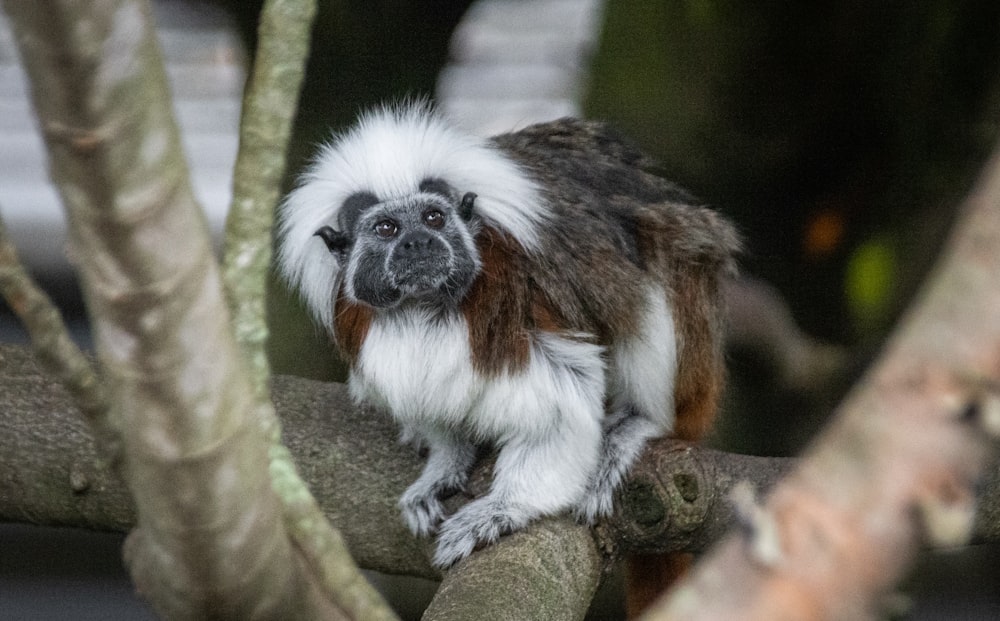 a sloth in a tree