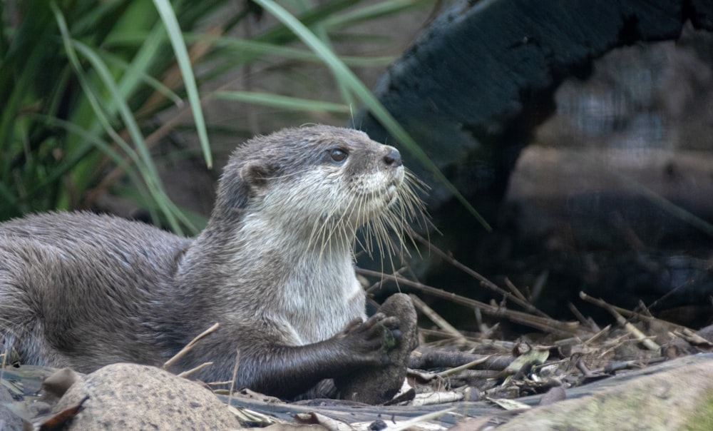 a small otter on the ground