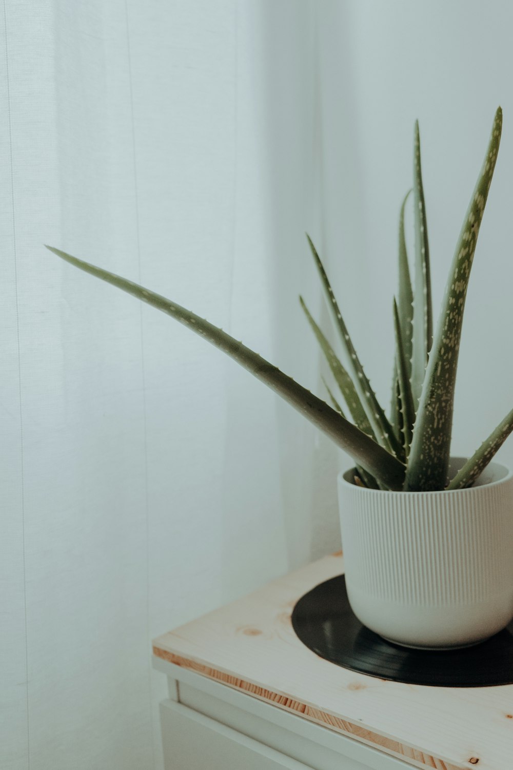 a potted plant on a shelf