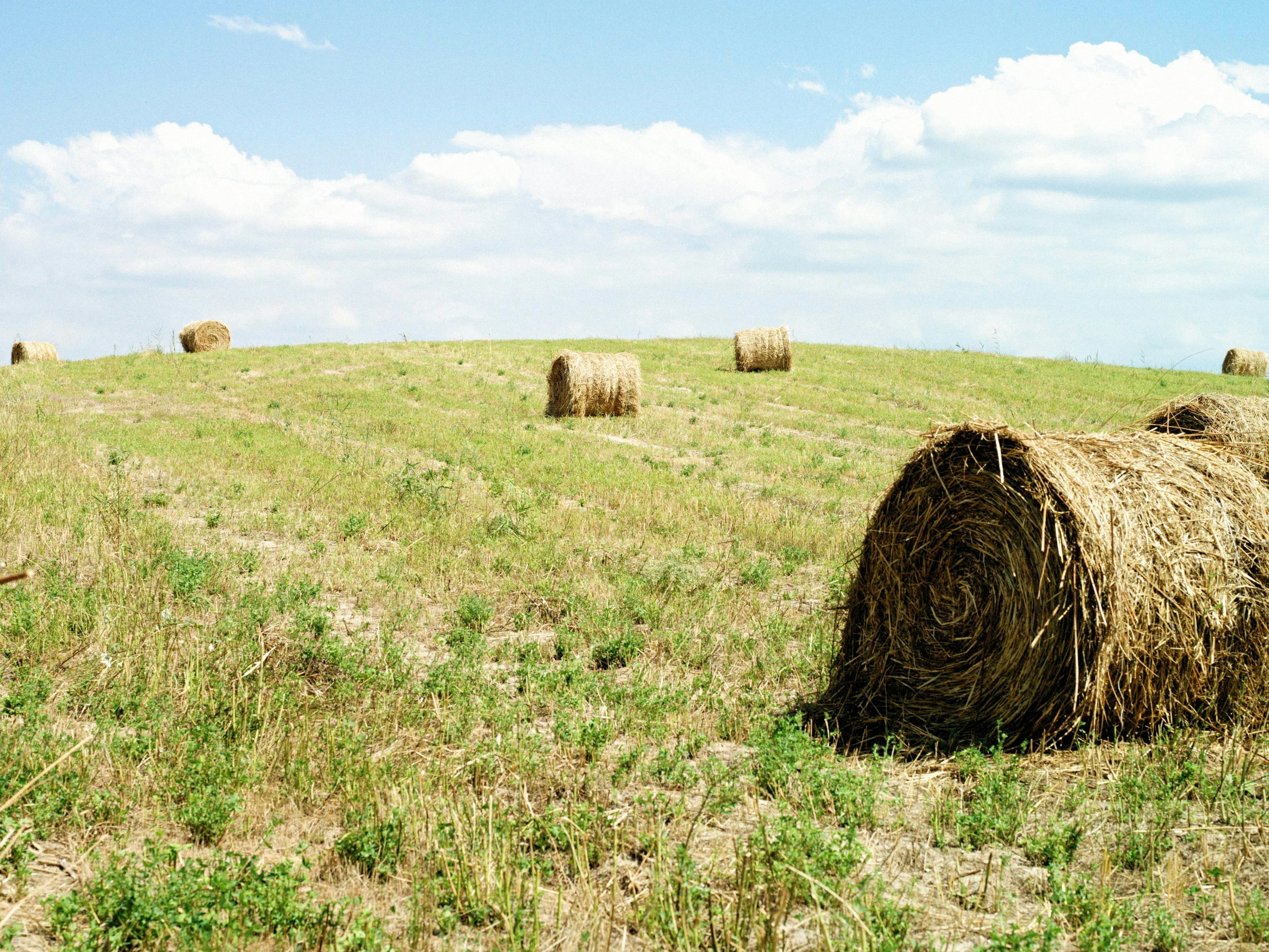 Photo by alexeydemidov