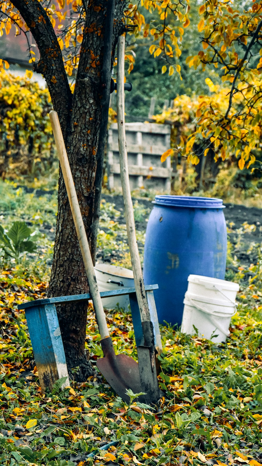 a blue bucket next to a tree