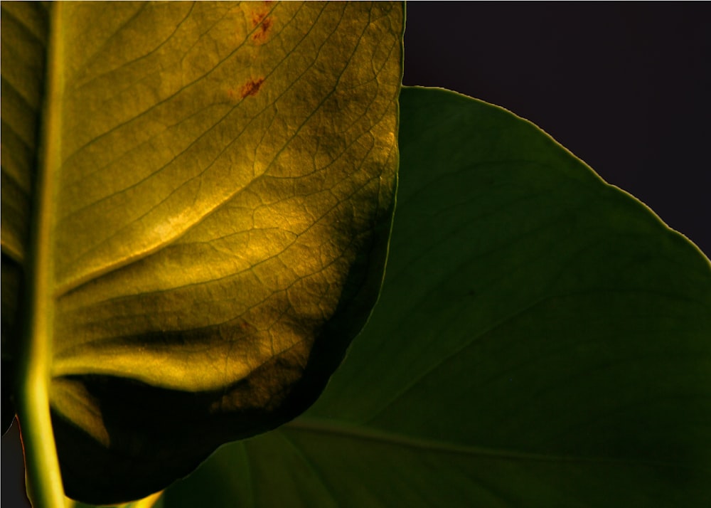 a close-up of a leaf