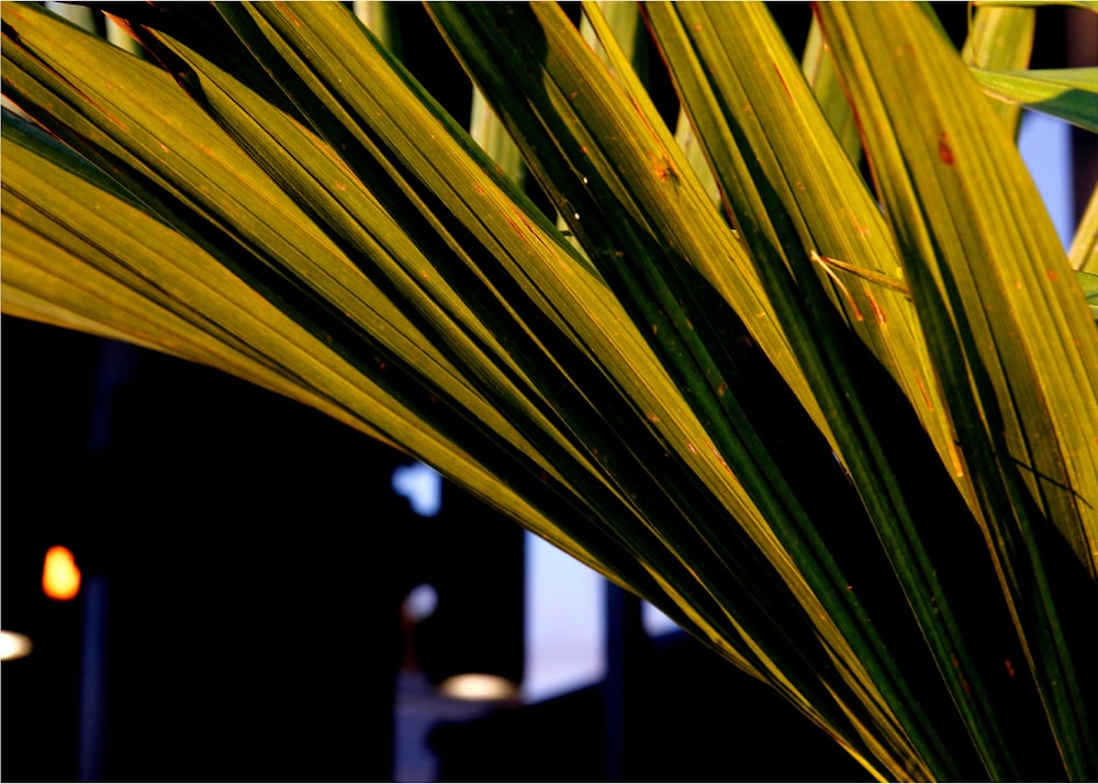 a close up of a plant