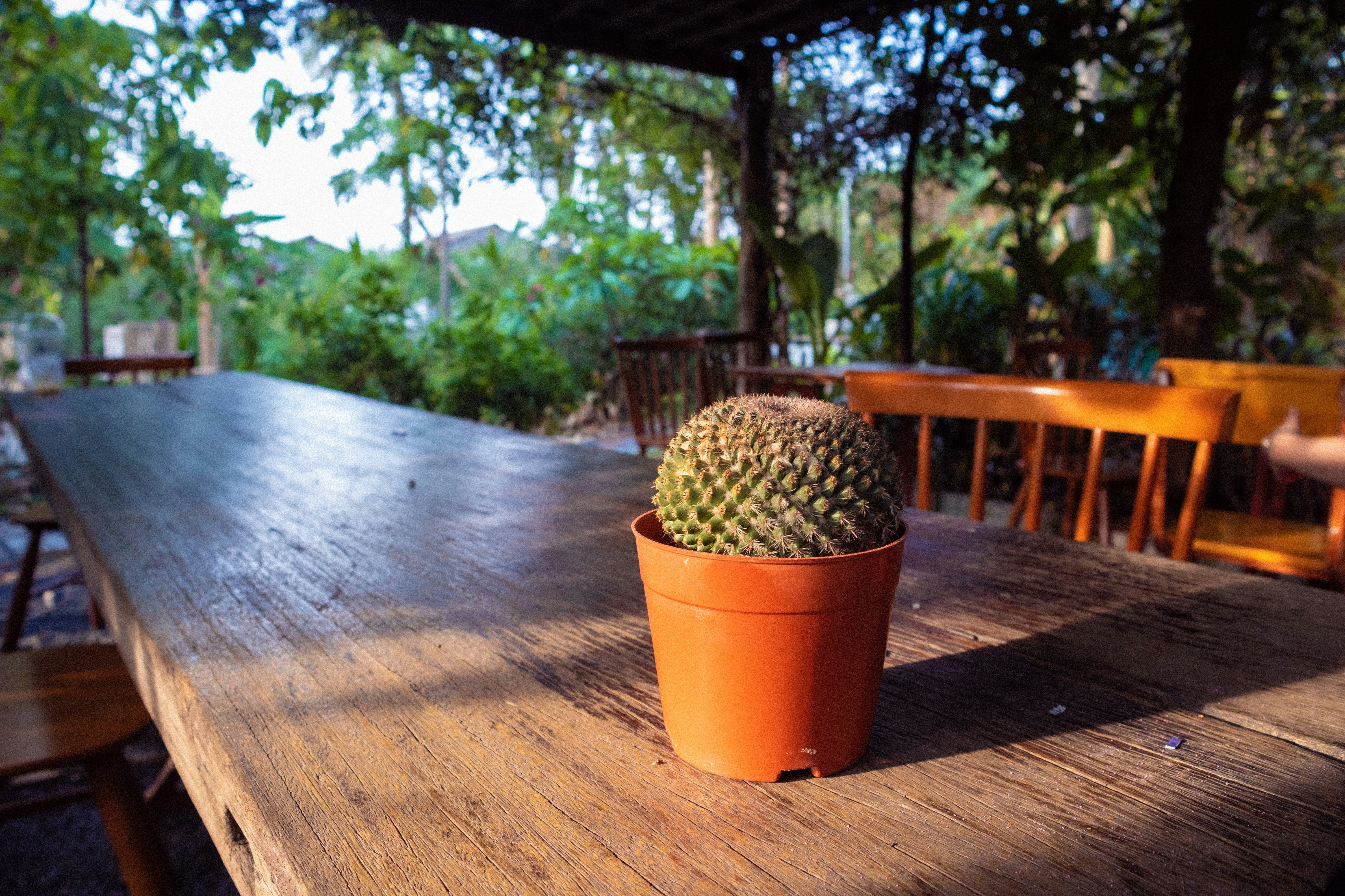 a potted cactus on a table