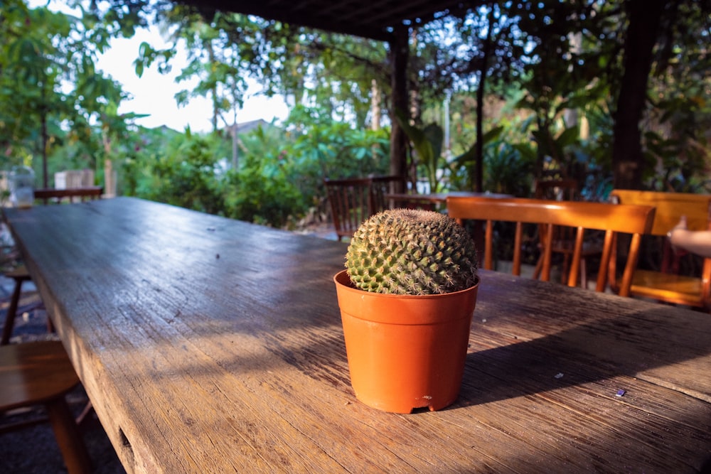 a potted cactus on a table