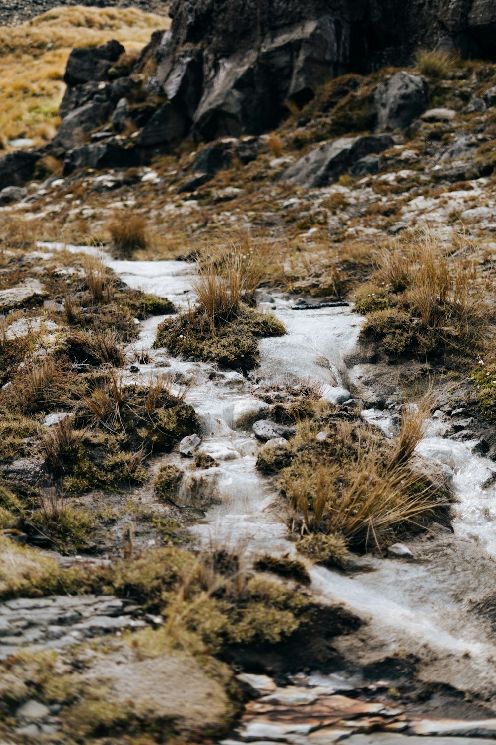 a rocky area with plants and a stream running through it