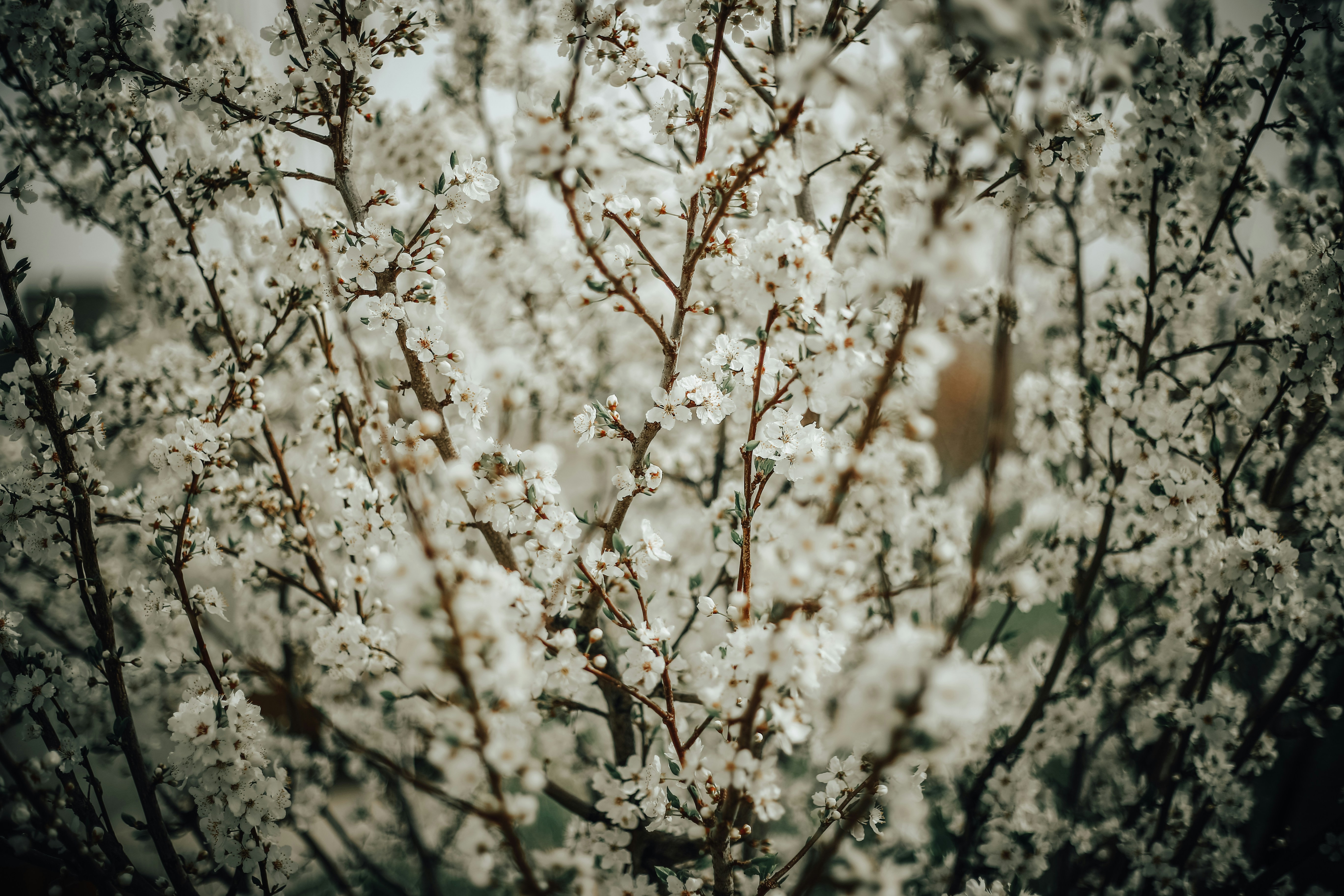 Photo by hoseinfayton