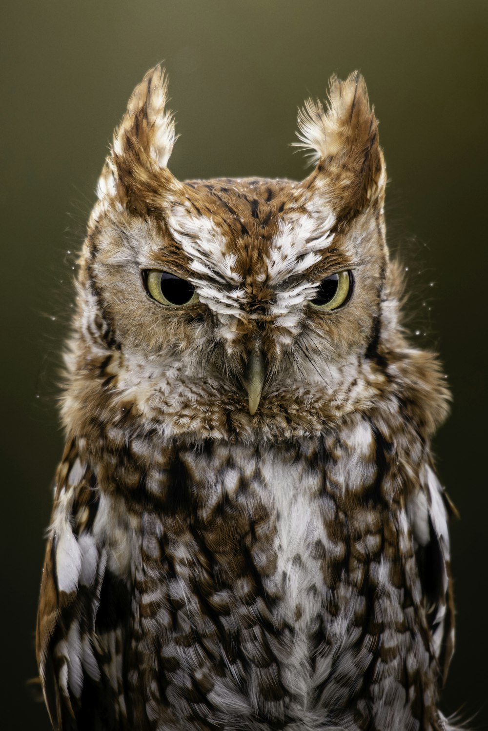 a brown and white owl