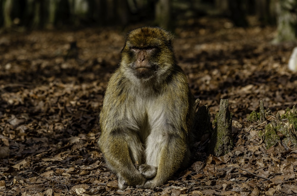 a monkey sitting on the ground