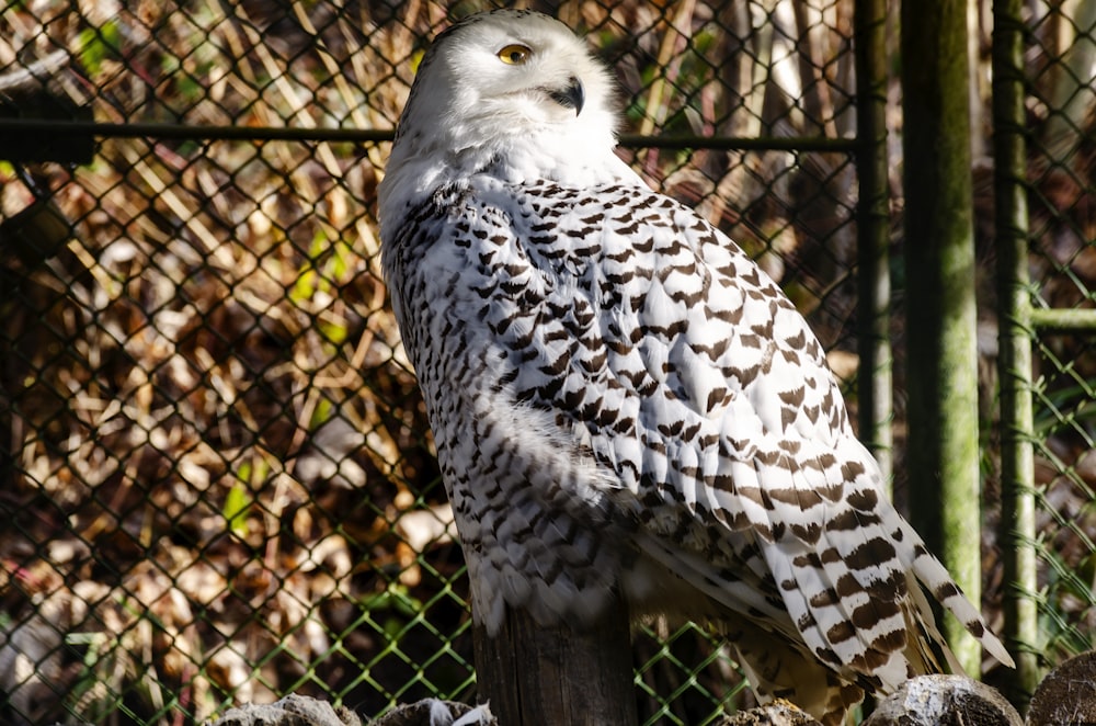 a white and black owl