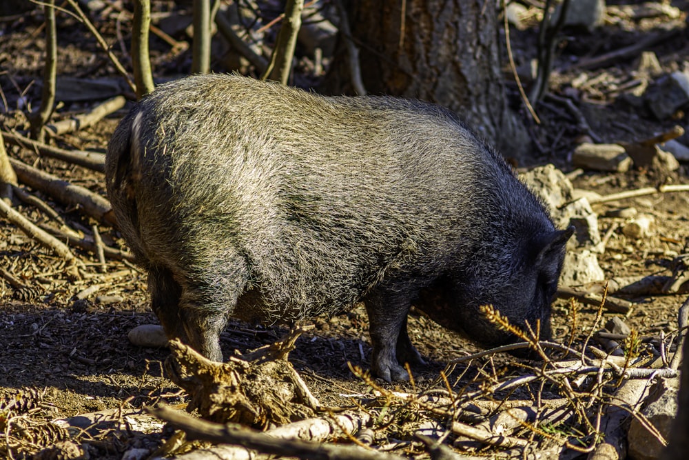 a pig eating some leaves