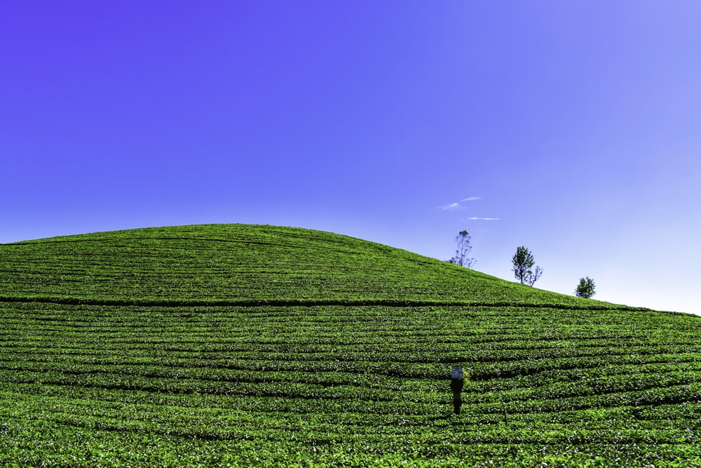 a green field with trees with Glastonbury Tor in the background