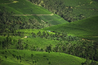 a green valley with trees