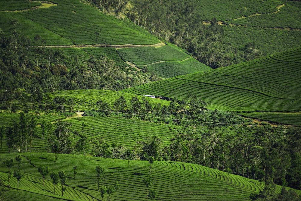 a green valley with trees