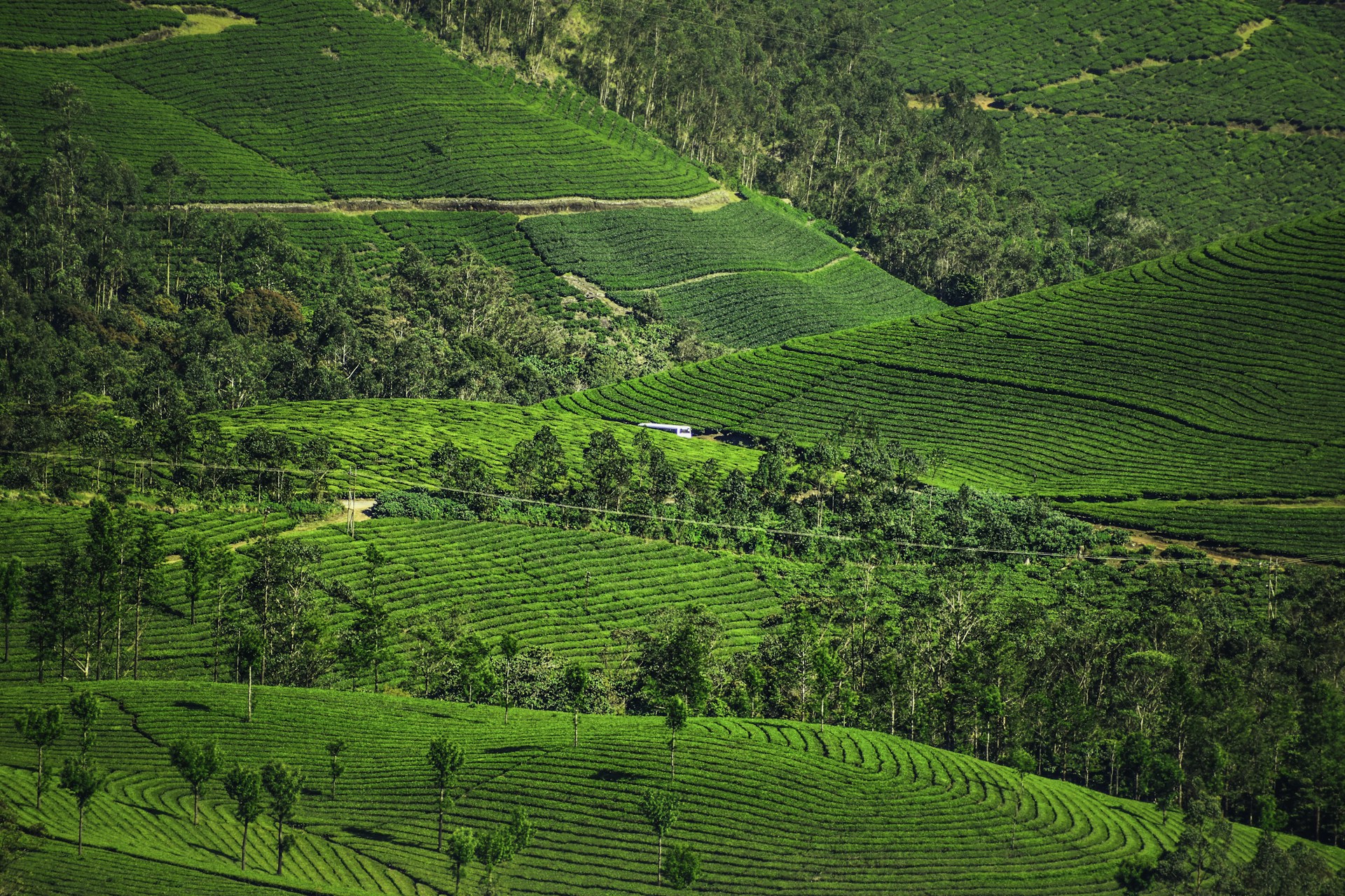a green valley with trees