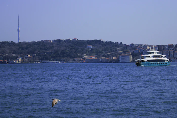 Best Pet-Friendly Hotels and Stays in Istanbul for Travelers With Furry Companions