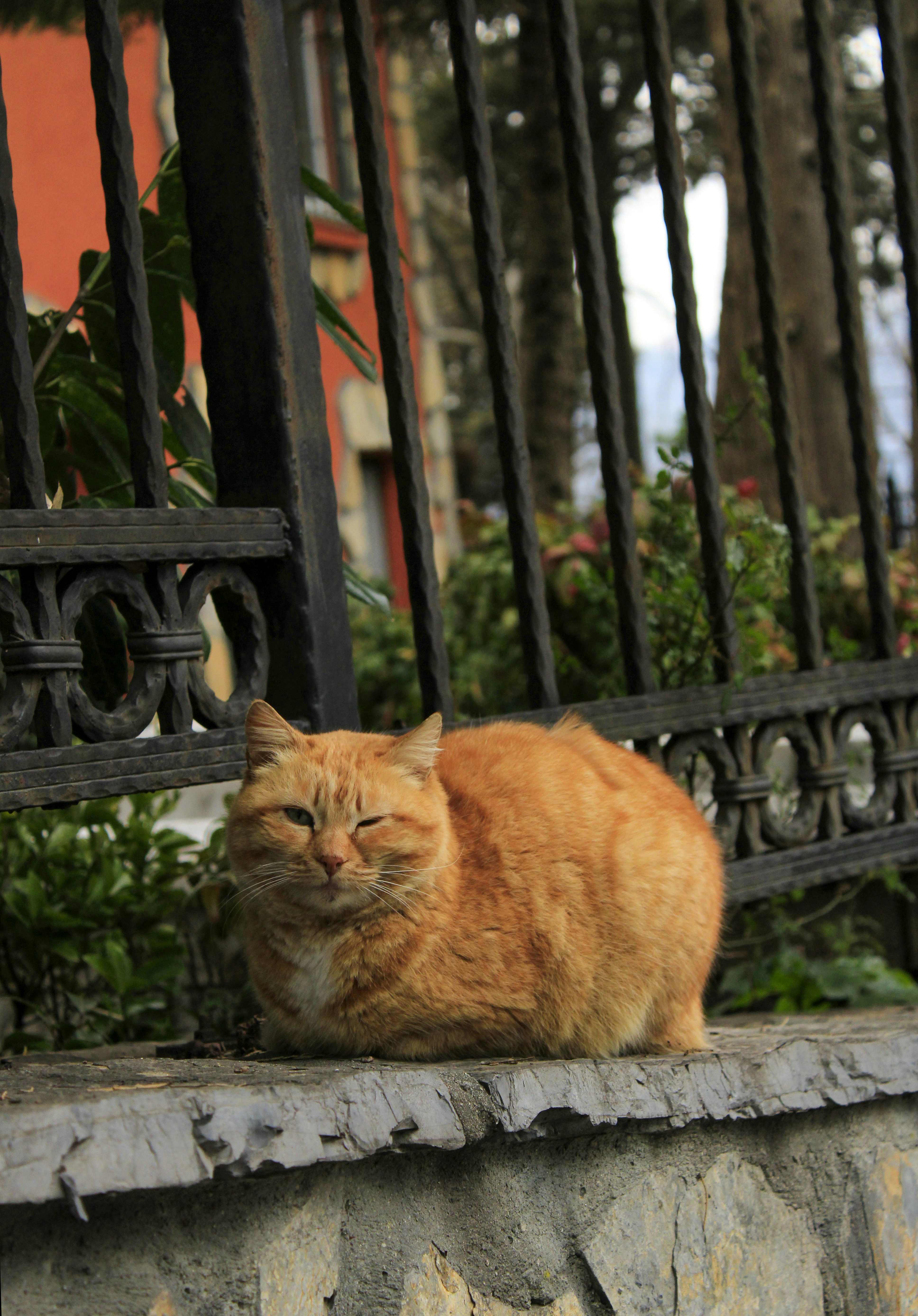 Slow Blinking: The Kitty Kiss (image credits: unsplash)