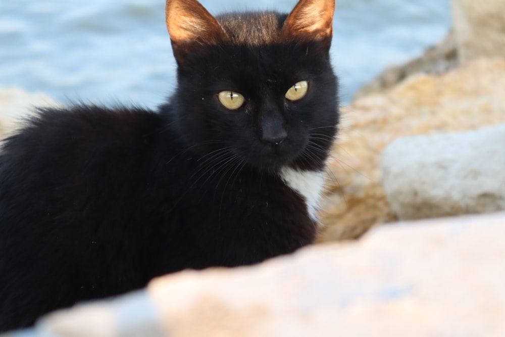 a black cat sitting on a rock
