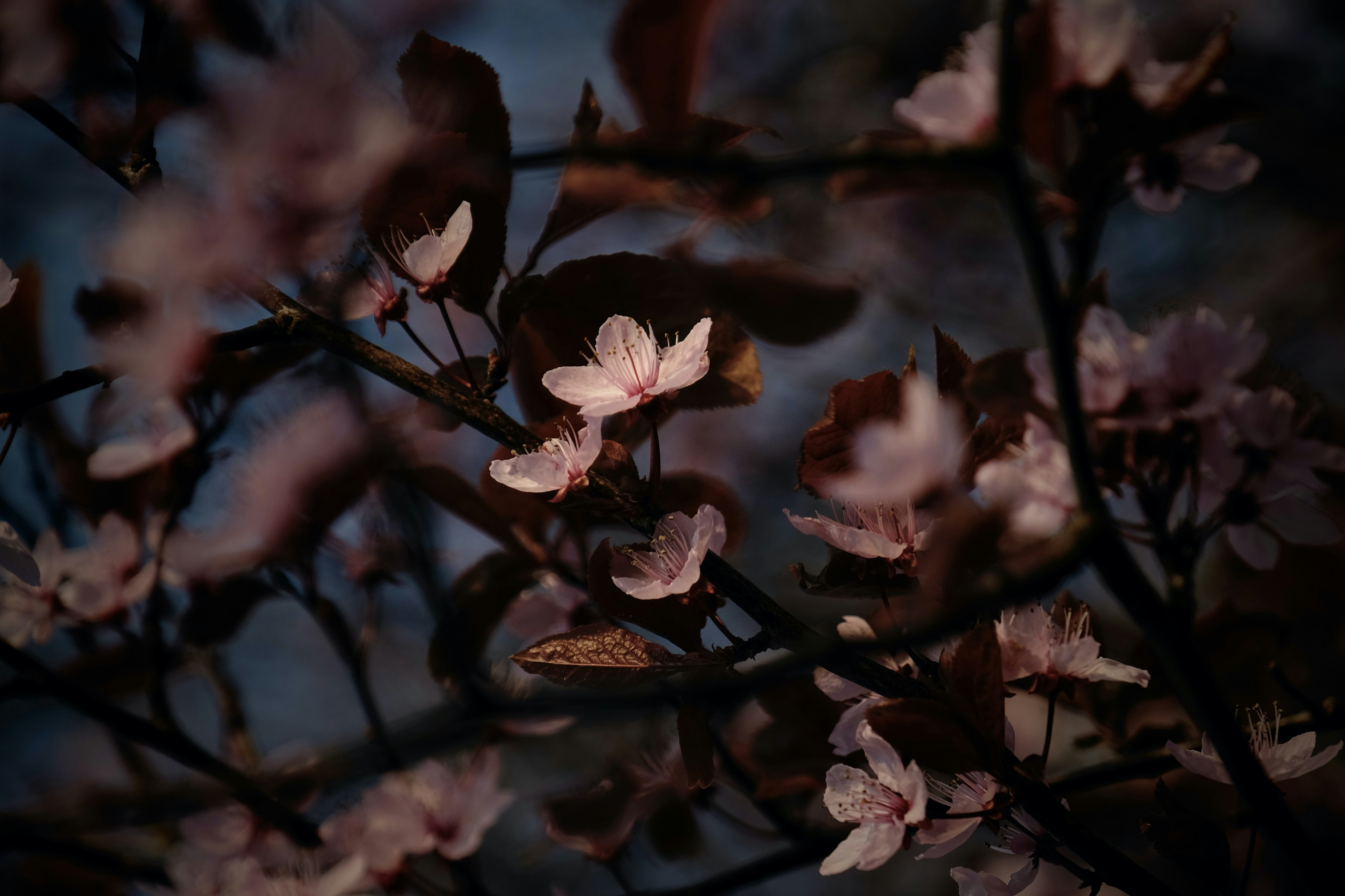 Photo by rosspor
