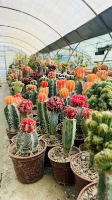 a group of cactus in a greenhouse