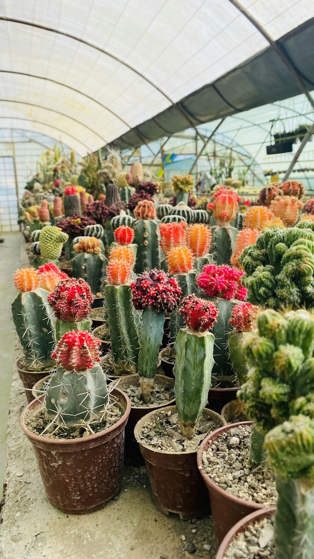 a group of cactus in a greenhouse