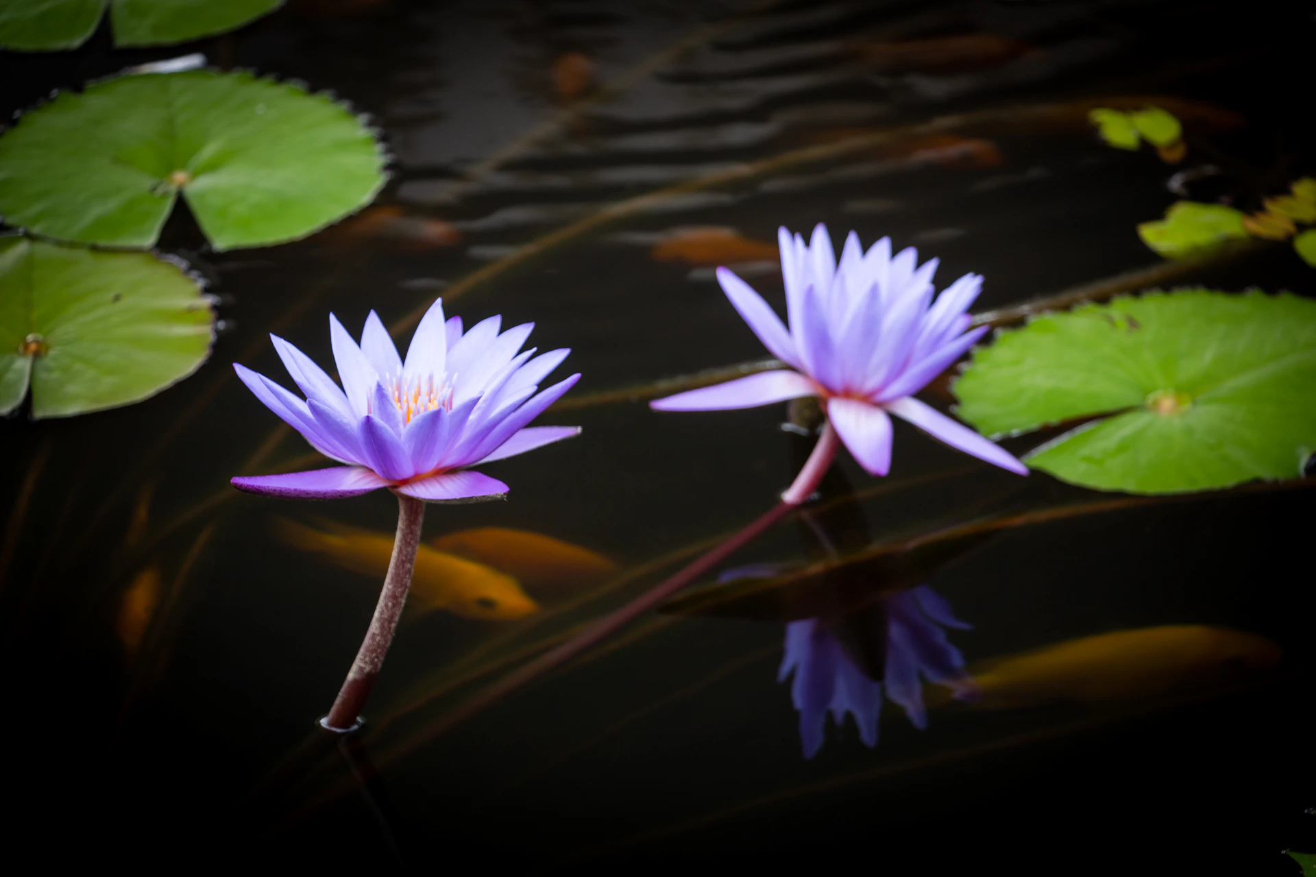 a group of flowers