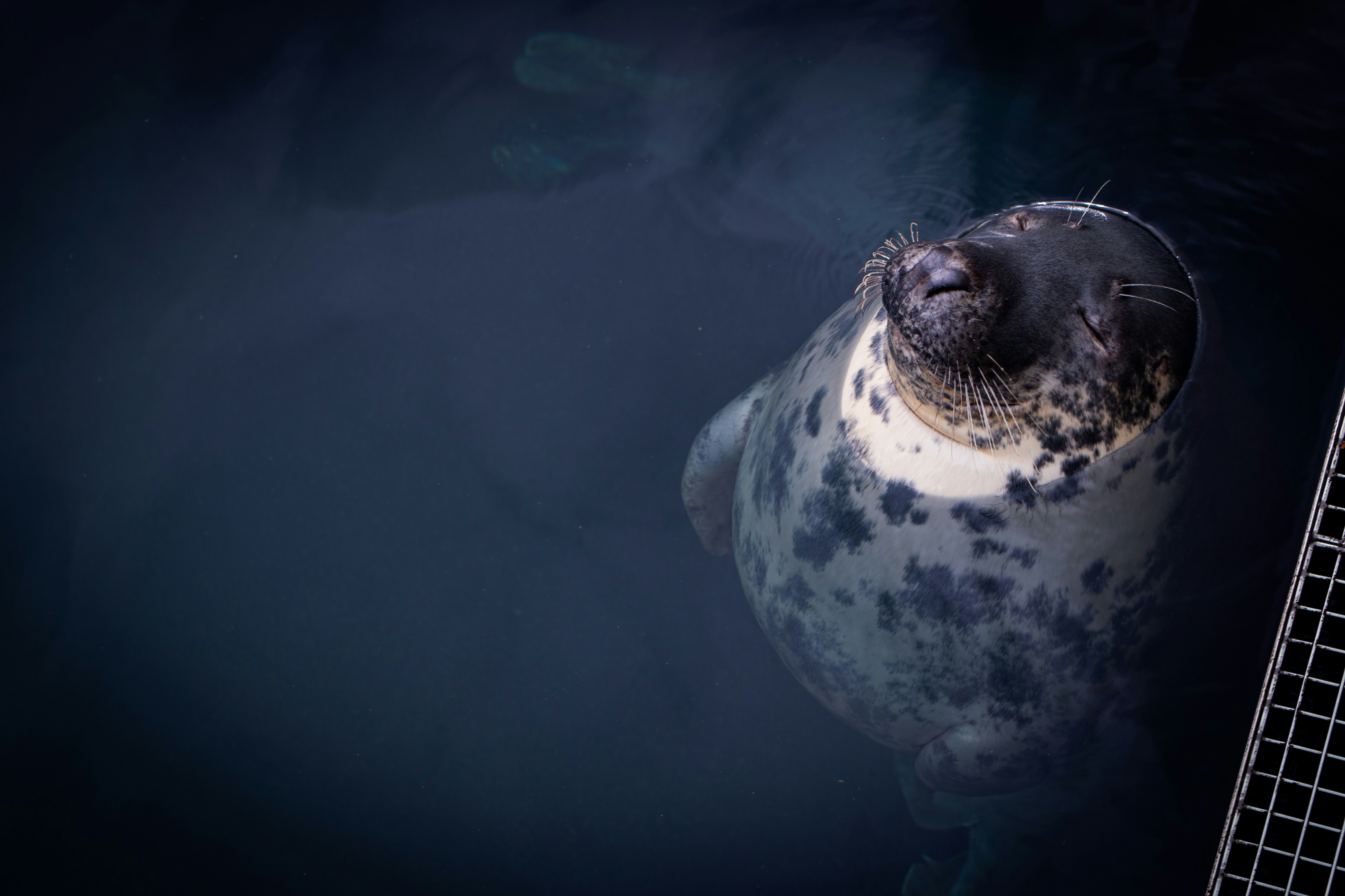 a sea animal swimming underwater