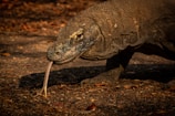 a lizard with a long neck