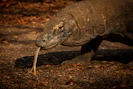 a lizard with a long neck