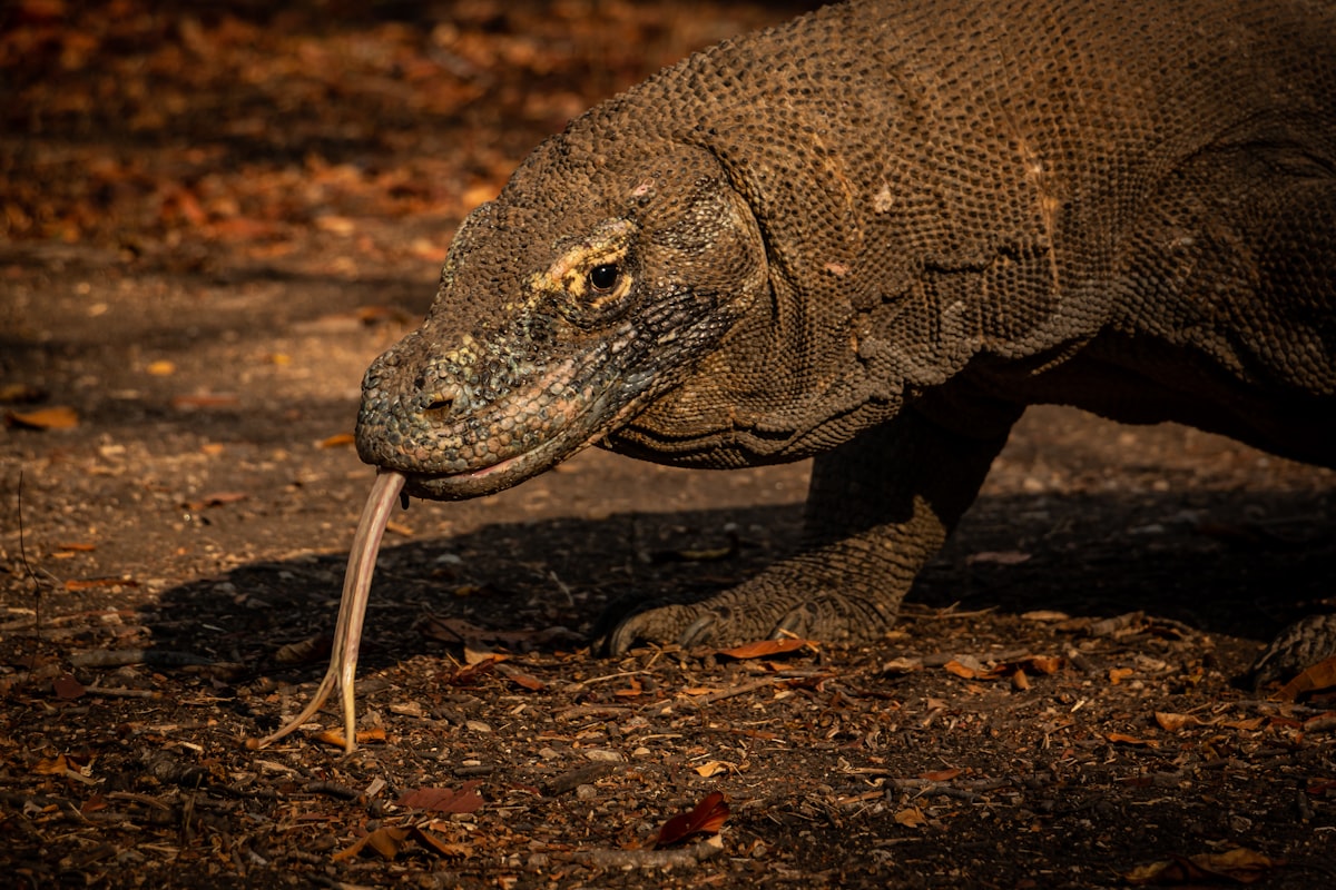 Komodo Island Indonesia — ranger-guided walk through savanna with Komodo dragon on the path