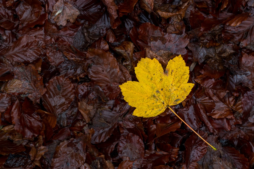 a yellow leaf on brown leaves
