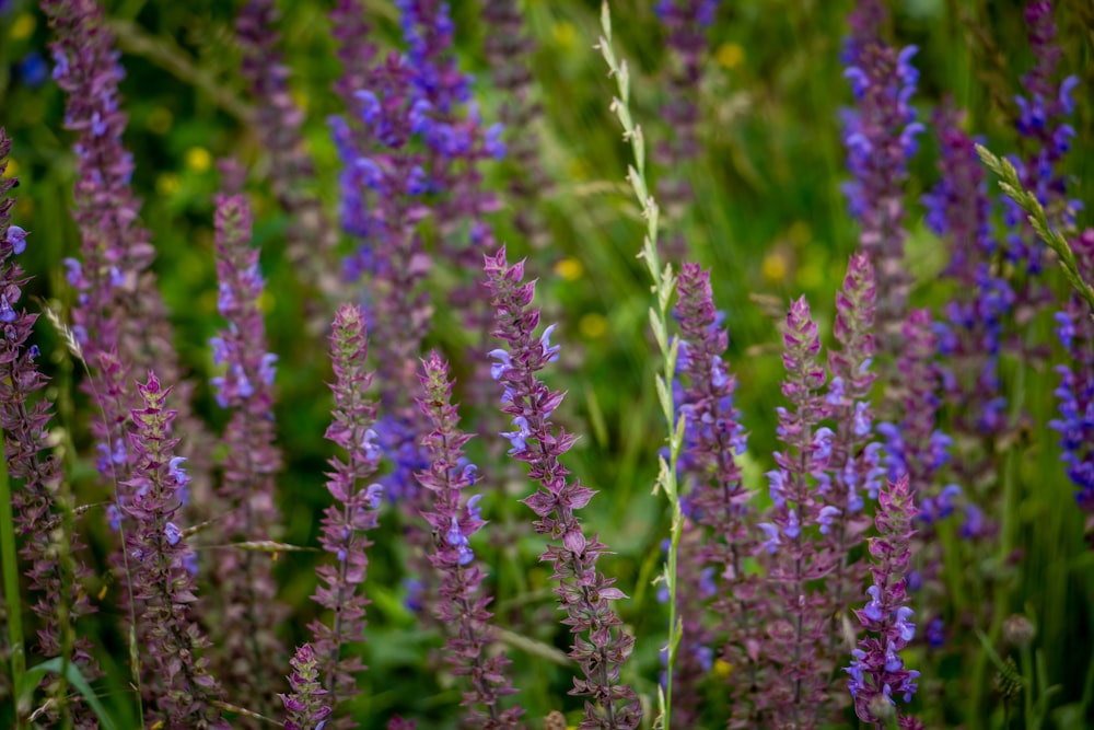 a group of purple flowers