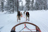 a group of horses on a snowy road