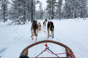 a group of horses on a snowy road