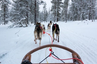 a group of horses on a snowy road