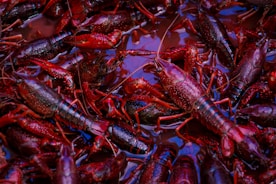 a pile of red and black crabs
