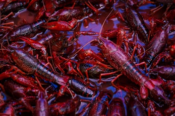 a pile of red and black crabs