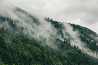 A serene Andean cloud forest with mist weaving through tall trees and a distant silhouette of an Andean bear.