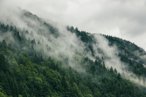 A serene Andean cloud forest with mist weaving through tall trees and a distant silhouette of an Andean bear.