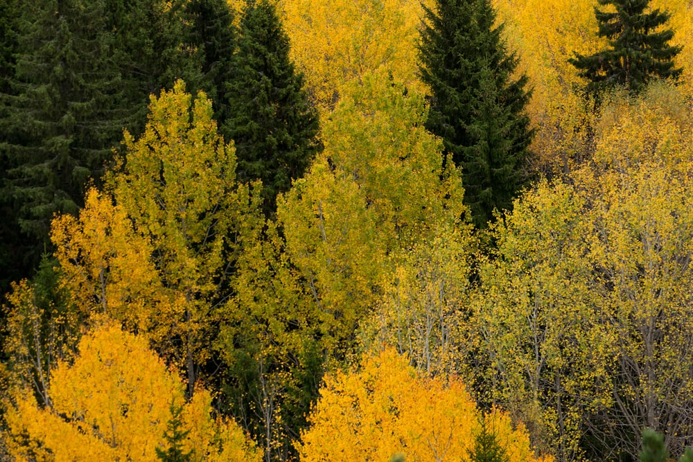 a forest of trees