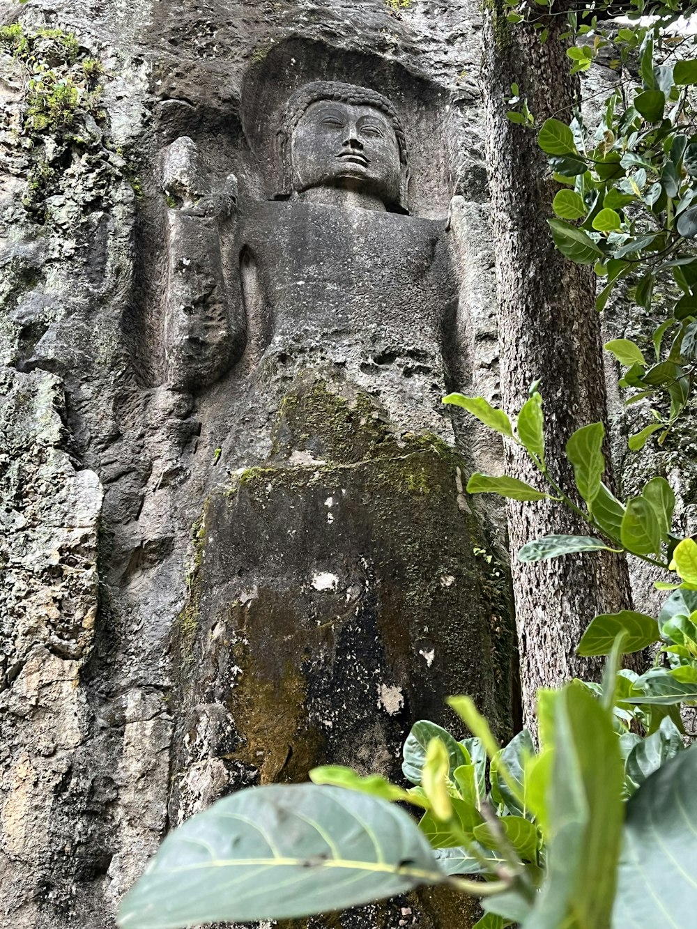 a face carved into a tree