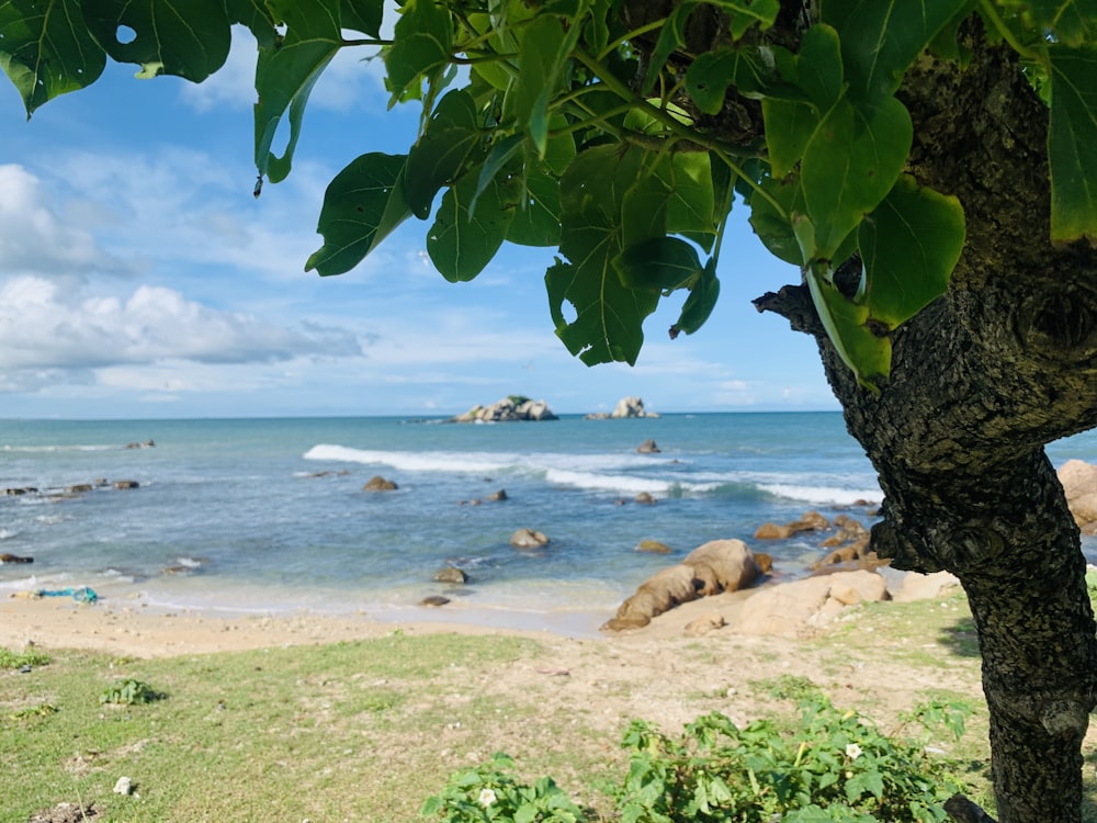 a tree next to a beach