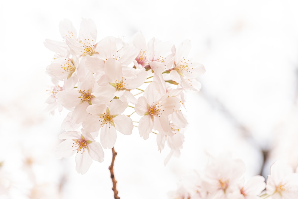 a close up of white flowers